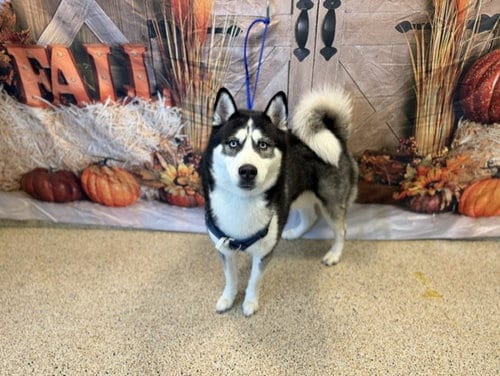 Photo of Loki, adoptable Siberian Husky in Miami, Florida