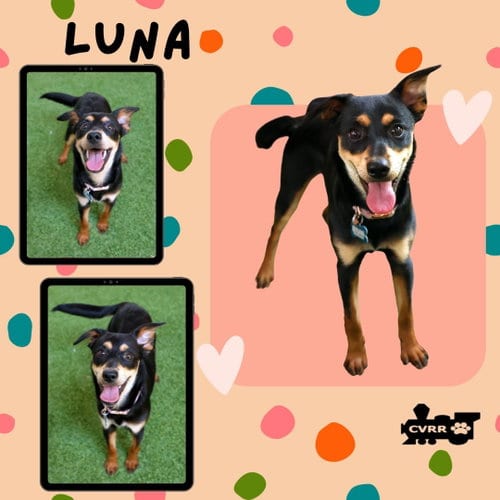 Photo of Luna, adoptable Manchester Terrier in Lindsay, California