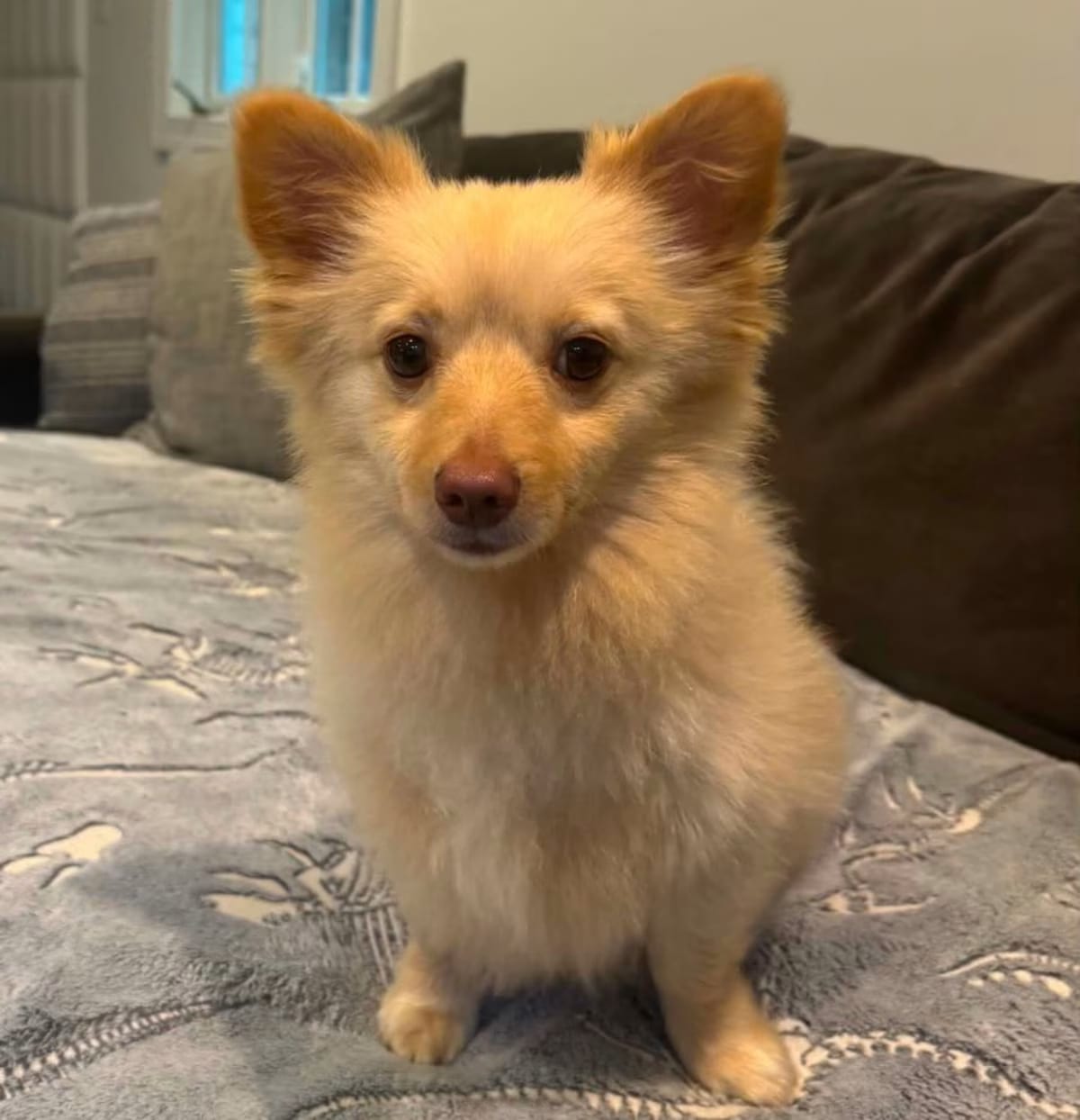 Photo of Elliot, adoptable Pomeranian Chihuahua in Waxhaw, North Carolina