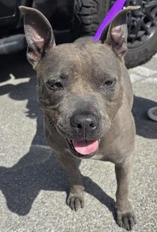Photo of Roma, adoptable American Staffordshire Terrier in San Antonio, Texas