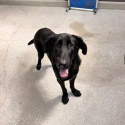 Photo of Duque 3854, adoptable Great Dane Mixed Breed (Medium) in Loxahatchee, Florida