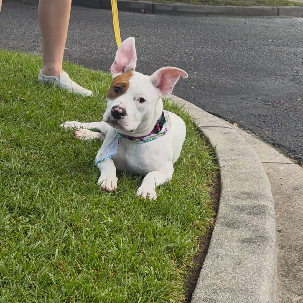 Photo of Bimbi, adoptable Bulldog / Mix in North Charleston, South Carolina