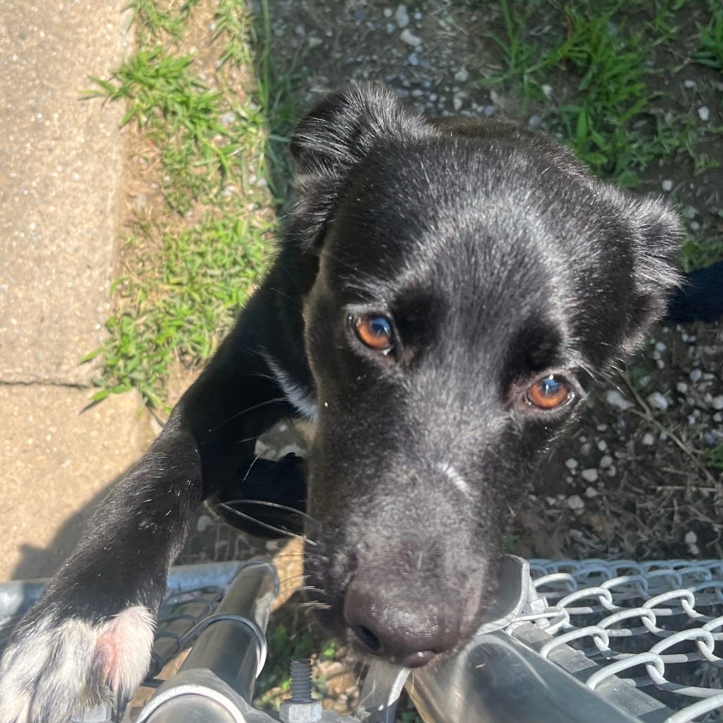 Photo of Harold, adoptable Retriever, Labrador / Mixed Breed (Medium) in Maryland, Maryland