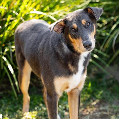 Photo of Dodger, adoptable Australian Kelpie in Camarillo, California