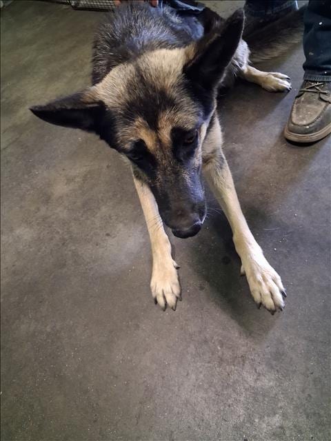 Photo of Sky, adoptable German Shepherd Dog in Los Angeles, California