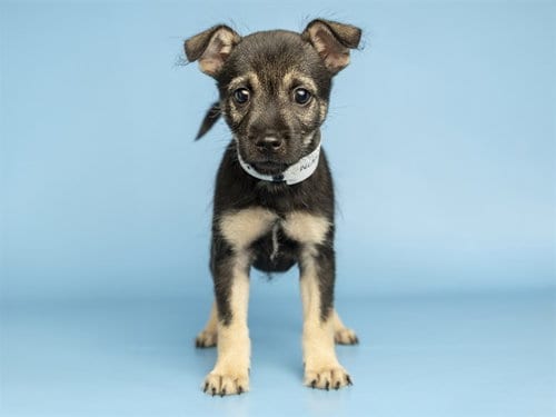 Photo of Dallas, adoptable Husky in Phoenix, Arizona