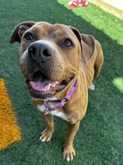Photo of Kally Kanal, adoptable American Bulldog in New Orleans, Louisiana