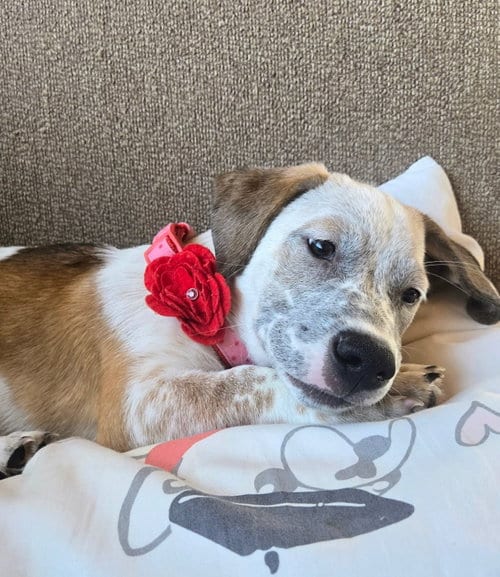 Photo of Emma’s Hopper, adoptable Cattle Dog in San Diego, California