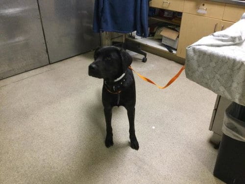 Photo of Gaga, adoptable Labrador Retriever in Riverside, California