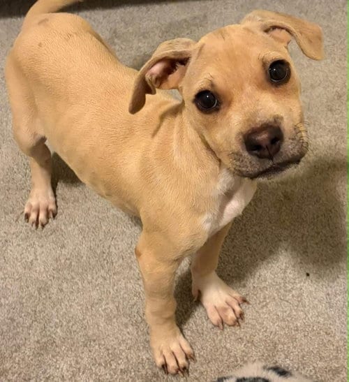 Photo of Scout, adoptable Black Mouth Cur in Holly Springs, North Carolina