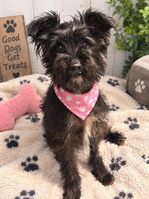 Photo of Mystique, adoptable Miniature Schnauzer in Pipe Creek, Texas