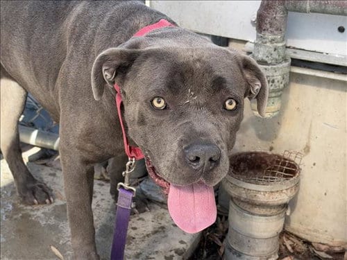 Photo of Baby, adoptable Mastiff in Los Angeles, California