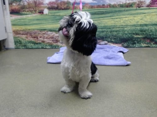 Photo of Chander, adoptable Shih Tzu in Moreno Valley, California