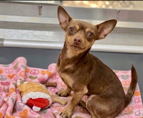 Photo of Benny, adoptable Chihuahua in Holly Springs, North Carolina