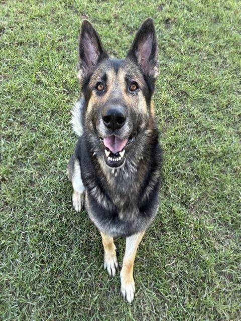 Photo of Sterling, adoptable German Shepherd Dog in Riverside, California
