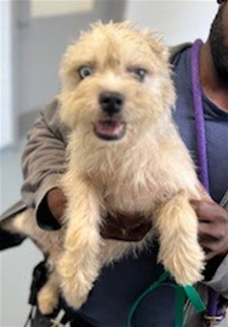 Photo of Eclipse, adoptable Terrier in St. Cloud, Florida