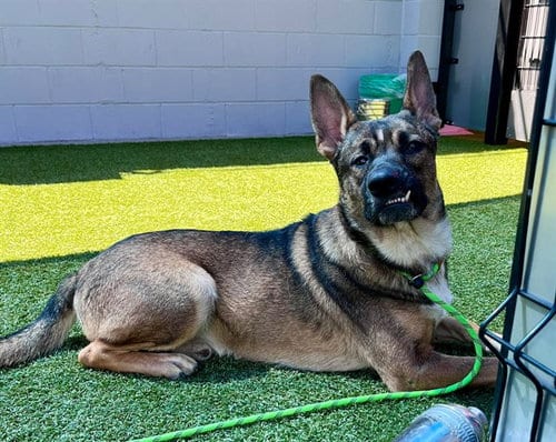 Photo of Tej, adoptable German Shepherd Dog in Stockton, California