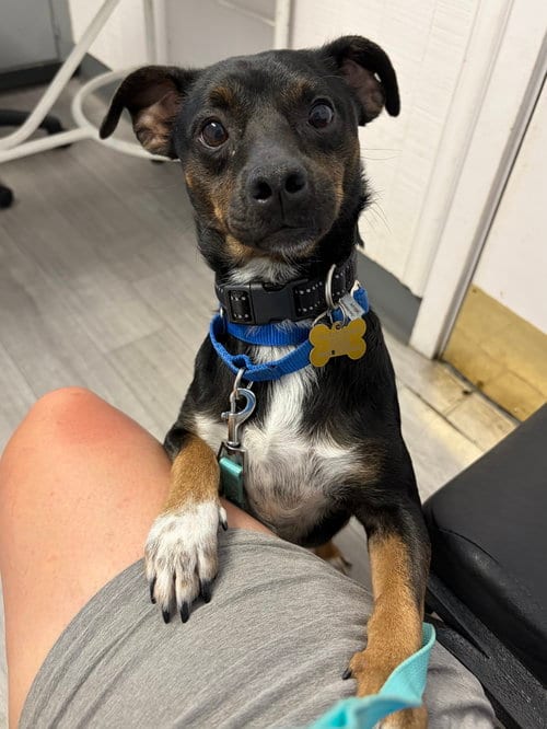 Photo of Patches, adoptable Terrier in Davis, California