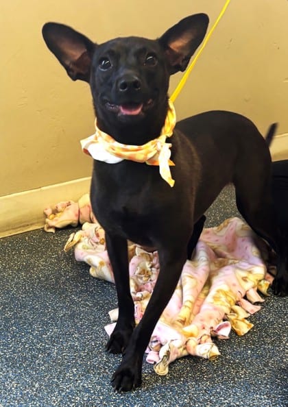 Photo of Chico, adoptable Chihuahua, Short Coat/Mix in Bakersfield, California