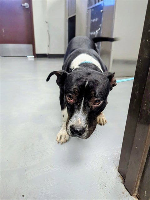 Photo of A171432, adoptable Pit Bull Terrier in Bakersfield, California