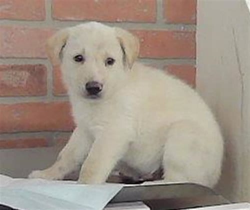 Photo of A2101915, adoptable Labrador Retriever in Houston, Texas