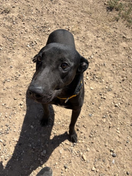 Photo of Baloo, adoptable Labrador Retriever in Amarillo, Texas