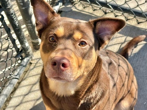 Photo of Luna, adoptable German Shepherd Dog in Tulsa, Oklahoma
