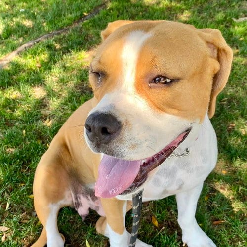 Photo of Millie, adoptable Boxer in San Juan Capistrano, California
