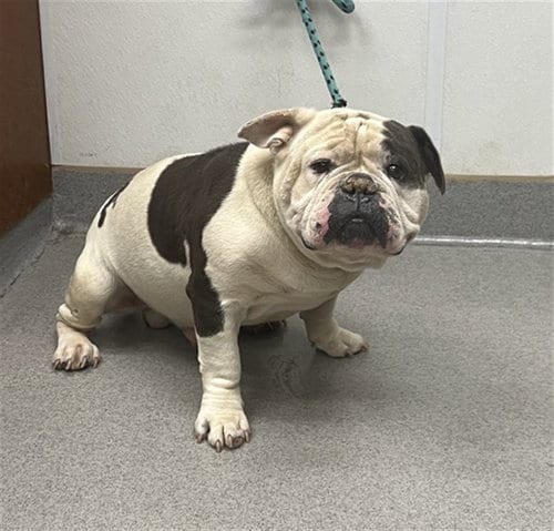 Photo of Opie, adoptable English Bulldog in Rancho Cucamonga, California