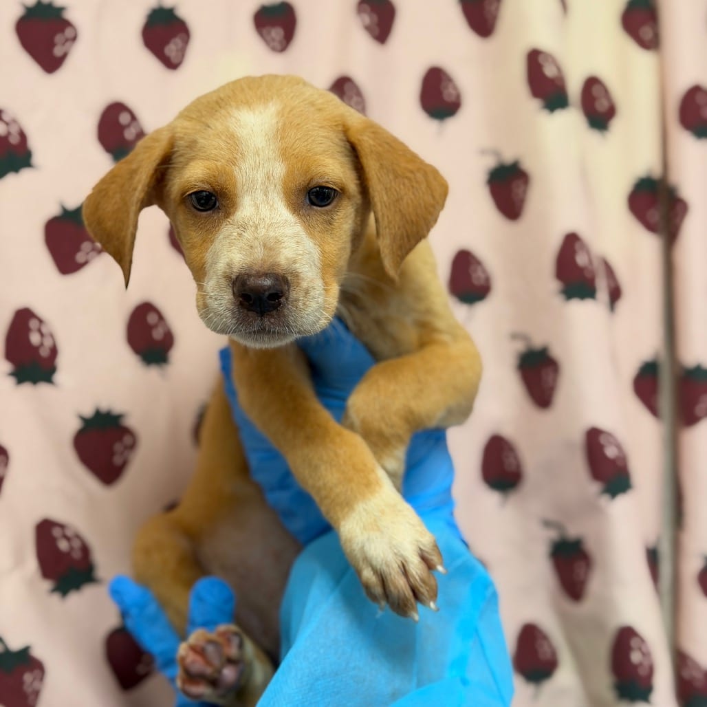 Photo of Gator, adoptable Retriever, Labrador / Mix in San Antonio, Texas