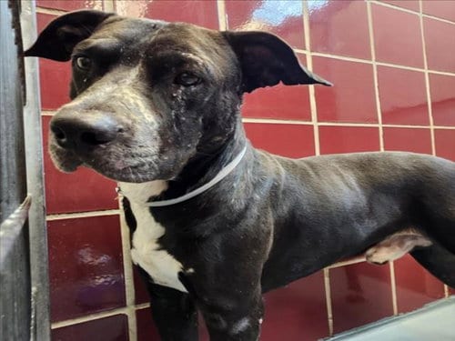 Photo of Rider, adoptable Staffordshire Bull Terrier in Houston, Texas
