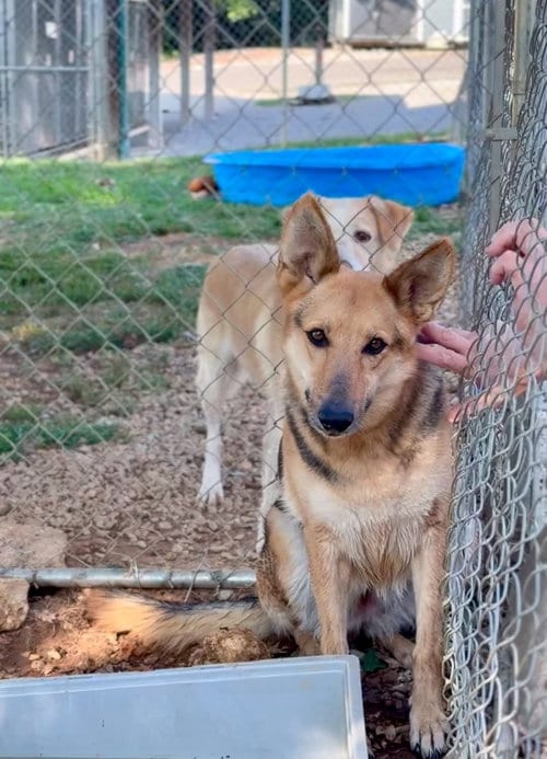 Photo of Sweet Karmony, adoptable German Shepherd Dog in Crystal, Minnesota