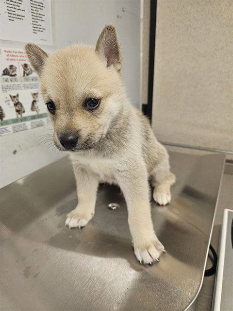 Photo of Kix, adoptable Husky in Baldwin Park, California