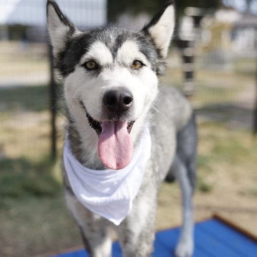 Photo of Aphrodite, adoptable Husky in San Antonio, Texas
