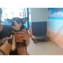 Photo of Peral, adoptable Chihuahua in Doral, Florida