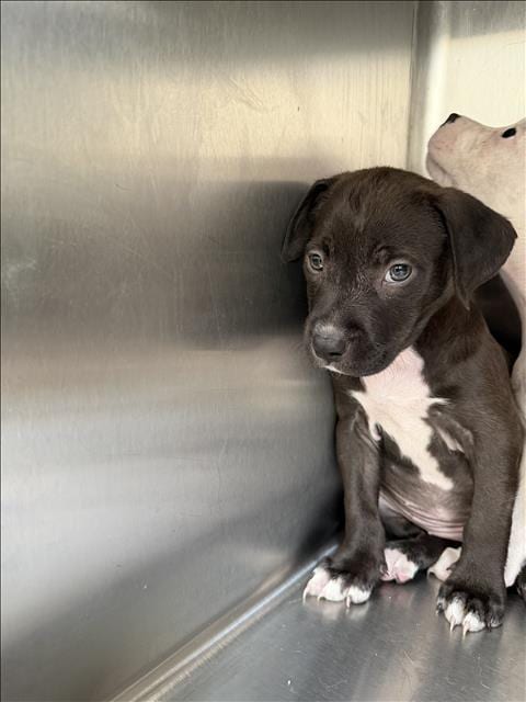 Photo of Onyx, adoptable Pit Bull Terrier in Los Angeles, California