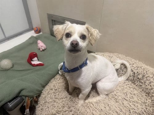Photo of Tug, adoptable Maltese in Berkeley, California
