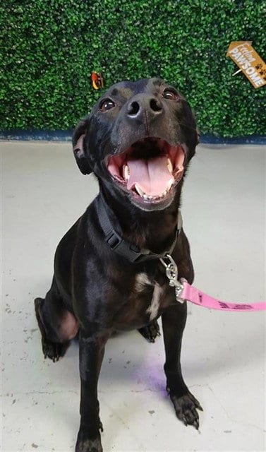 Photo of Ralph, adoptable Labrador Retriever in Corpus Christi, Texas