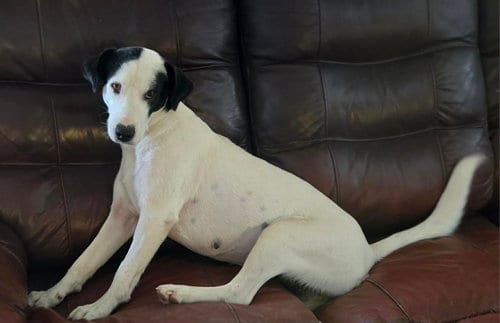 Photo of Darla, adoptable Terrier in Mobile, Alabama