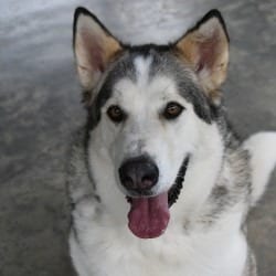 Photo of Creed, adoptable Husky in Columbus, North Carolina
