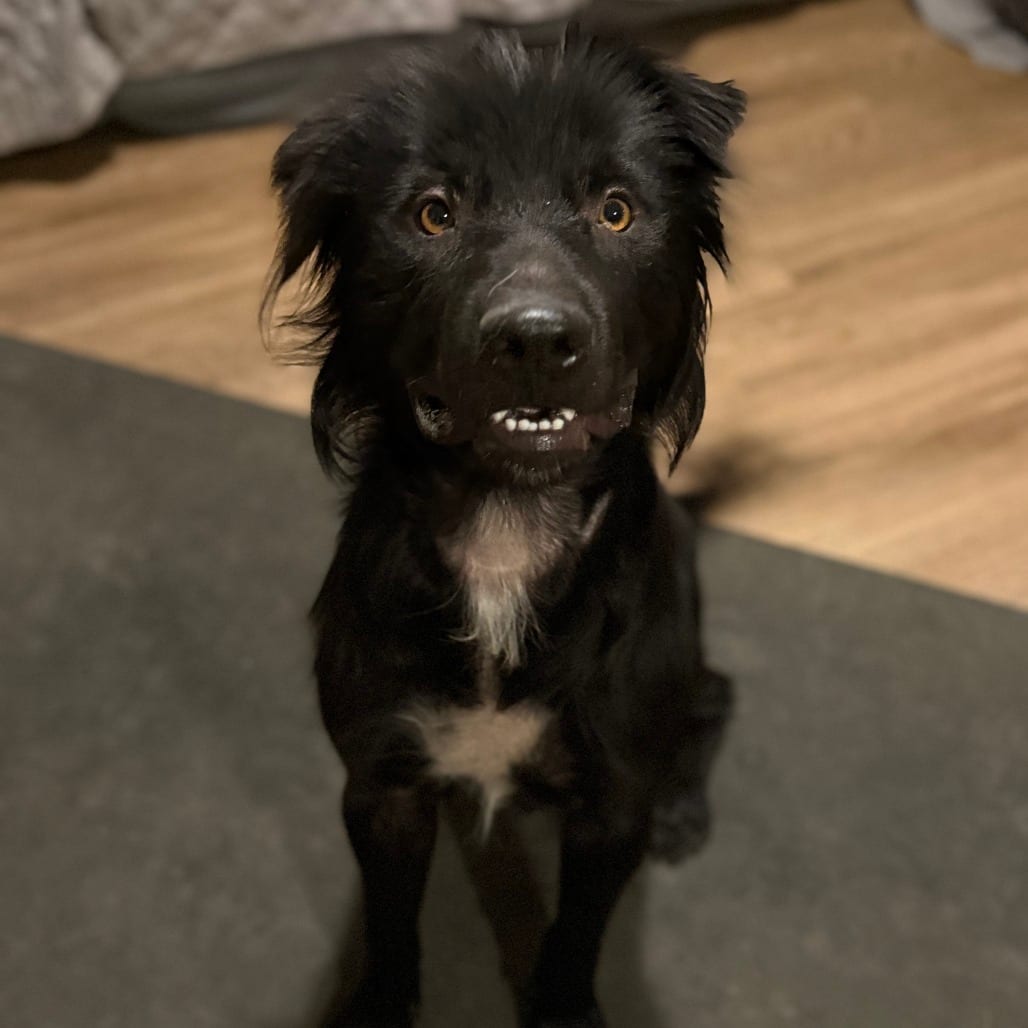 Photo of Lil'Bear, adoptable Terrier, American Staffordshire / Mixed Breed (Large) in California, California