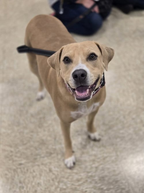 Photo of Beth, adoptable American Pit Bull Terrier in Robbinsdale, Minnesota