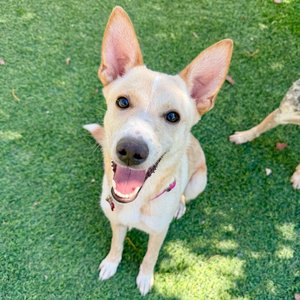 Photo of Sally, adoptable Cattle Dog in Agoura Hills, California