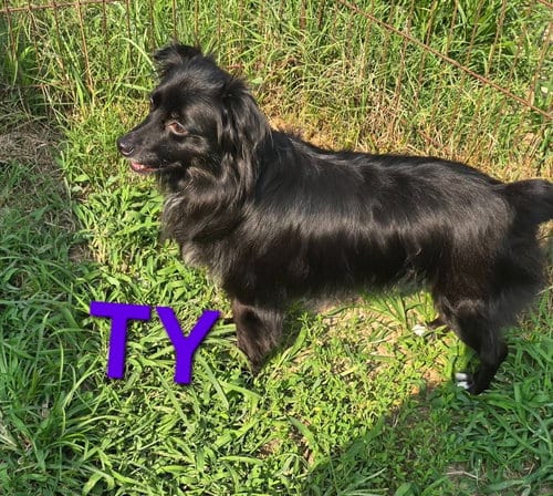 Photo of Ty, adoptable Australian Shepherd in Seaford, Delaware