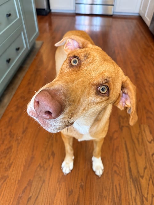 Photo of Raleigh, adoptable German Shepherd Dog in Nashville, Tennessee