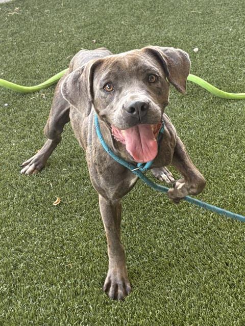 Photo of Nanny, adoptable Pit Bull Terrier in Baytown, Texas