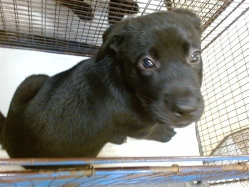 Photo of Buddy, adoptable Labrador Retriever in Miami, Florida