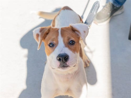 Photo of Poundcake, adoptable Pit Bull Terrier in Martinez, California