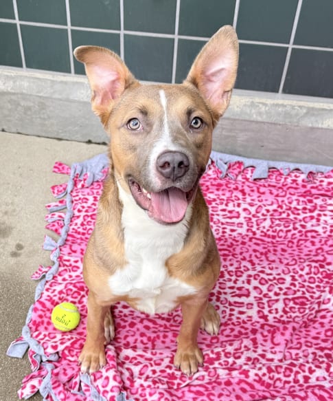 Photo of Phoebe, adoptable Pit Bull Terrier in Chula Vista, California