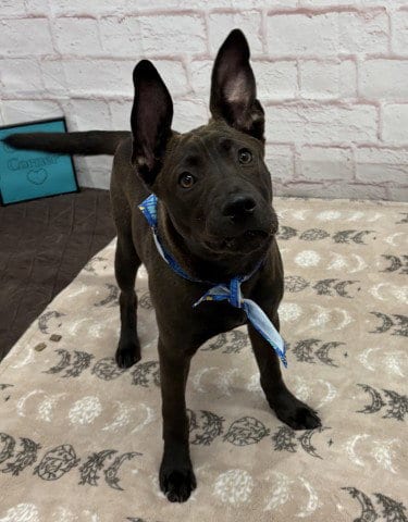 Photo of Kunlun, adoptable Belgian Shepherd Malinois in Detroit, Michigan